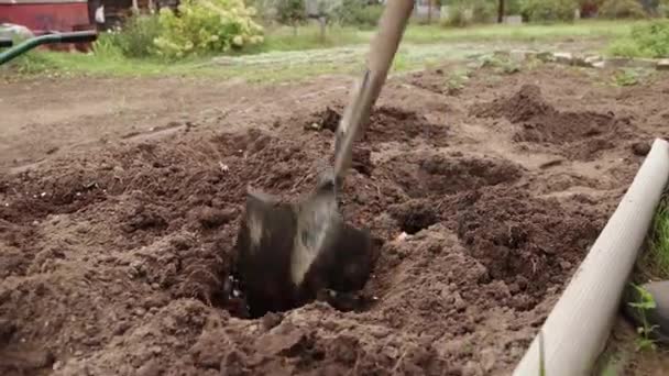 Una pala de primer plano mezcla el fertilizante en un pequeño agujero. — Vídeos de Stock
