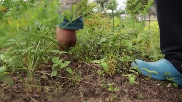 A fiúk kiszedik a sárgarépát a földből, és mellé teszik.. — Stock videók