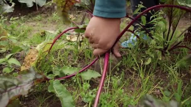 La main des garçons sort une longue betterave du sol et la met à côté.. — Video