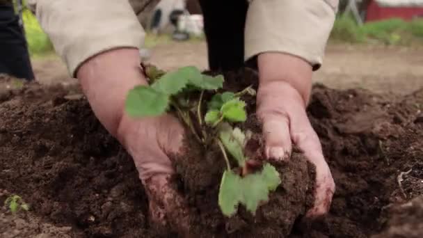 Yakın plan kadın elleri Çilek çalısını deliğe soktu. — Stok video