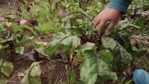 La mano dei ragazzi tira fuori una barbabietola rotonda dal terreno e la mette accanto. — Video Stock