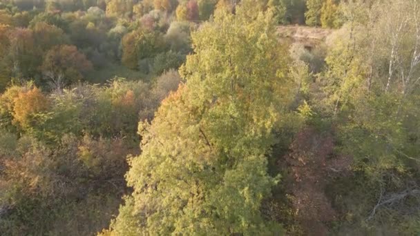 Widok z lotu ptaka gęsto rosnących drzew. — Wideo stockowe