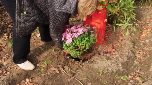 Una mujer con guantes está plantando un arbusto de flores. — Vídeos de Stock