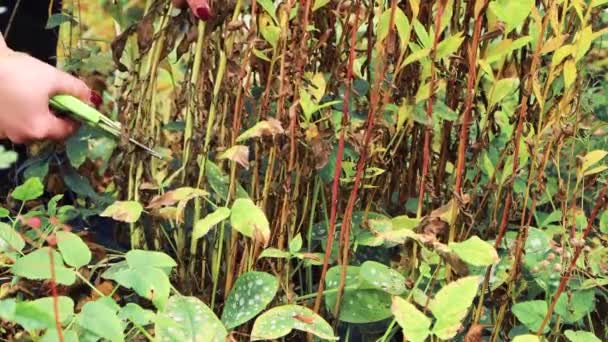 Una mano de mujer con una podadora corta los tallos de las flores en un lecho de flores. — Vídeos de Stock