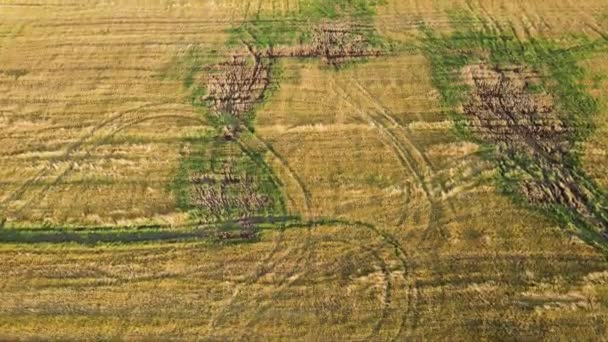 Vuelo suave sobre un campo agrícola con un patrón de ruedas de vehículos. — Vídeo de stock