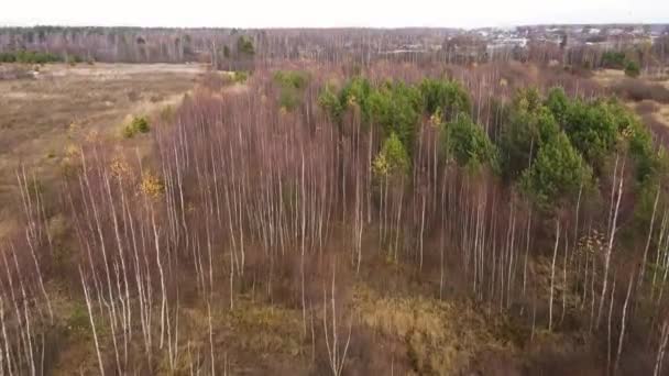 Létání nad nízko rostoucími mladými břízami s spadlým listím. — Stock video