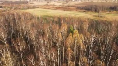 Düşmüş ve sararmış yaprakları ve tarlaları ile güzel huş ağaçlarının üzerinde uçuyor.
