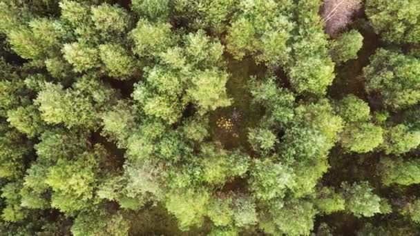 Nós nos elevamos acima dos topos da floresta conífera e no meio um pequeno amarelo — Vídeo de Stock