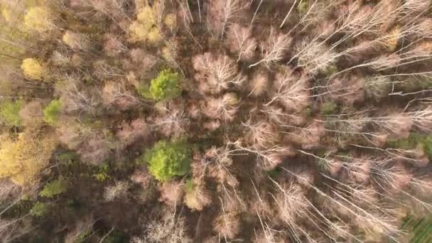 Vol en douceur au-dessus des cimes de bouleaux aux feuilles vertes et jaunies. — Video