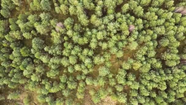 A paisagem da floresta conífera de cima em rotação. — Vídeo de Stock