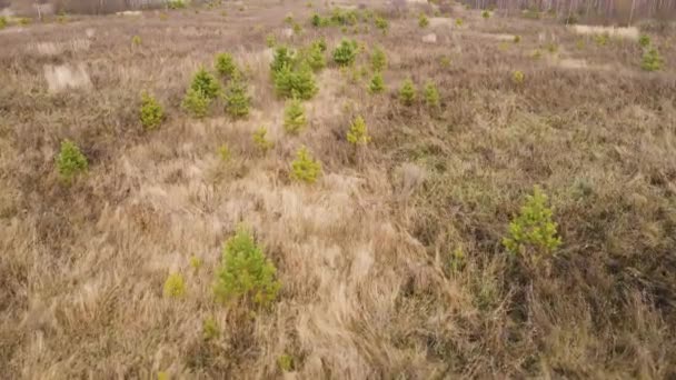 Voando sobre árvores verdes jovens de baixo crescimento — Vídeo de Stock