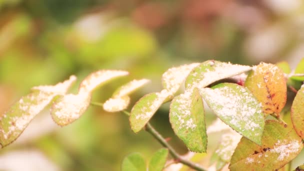 Close-up zwaaiende groene tak met sneeuwvlokken op de bladeren — Stockvideo