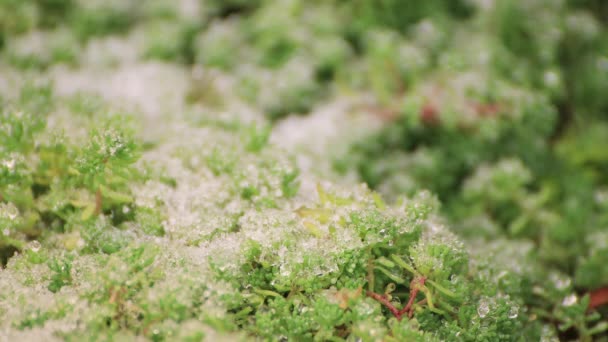 Close-up out of focus green sprouts with snowballs. — Stock Video