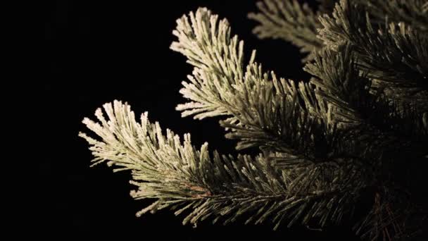 在黑暗中，茂密的针叶树枝叶被闪闪发光的霜冻覆盖着. — 图库视频影像