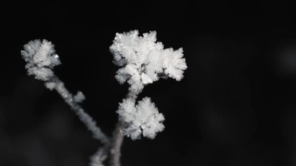 Puszysta korona gałęzi jest pokryta błyszczącym białym mrozem w ciemności. — Wideo stockowe
