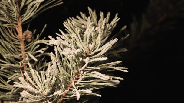 Chlupatá zelená jehličnatá větev pokrytá třpytivým bílým mrazem ve tmě — Stock video