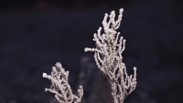 Närbild av fluffiga grenar av gräs täckt med gnistrande frost titta upp. — Stockvideo