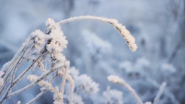 Grenarna av gräset täckt med frost böjda kraftigt ner i gläntan — Stockvideo