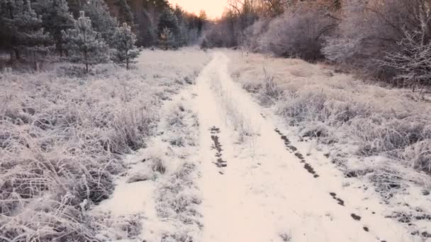 Una strada recedendo in lontananza con cespuglio coperto di hoarfrost. — Video Stock