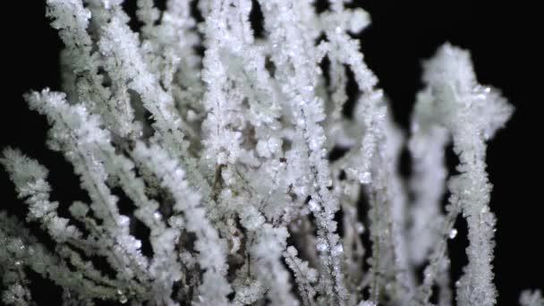 Chlupaté větve keřů jsou ve tmě pokryty třpytivým bílým mrazem.. — Stock video