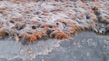 Donmuş bir su deposunun kıyısında, buzlu otlarla alçak uçuş..