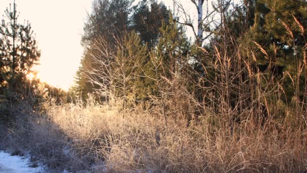 Arbres et arbustes congelés recouverts de givre. — Video