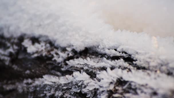 La corteccia di un albero coperto di gelo scintillante è primo piano, orizzontalmente — Video Stock