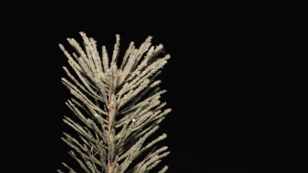 Detailní záběr jehličnaté větve pokryté jiskřícím bílým mrazem ve tmě. — Stock video