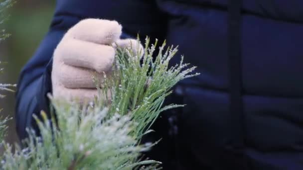 Afbeelding van vrouwelijke handen in handschoenen streelt een naaldhout tak. — Stockvideo