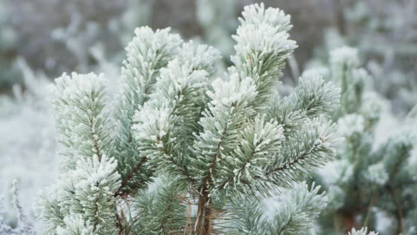 The fluffy green branch is covered with frost and directed upwards.