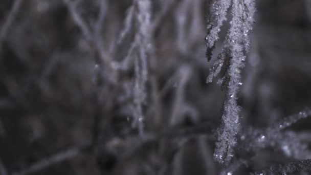 Großaufnahme von flauschigen Graszweigen, die unter funkelndem Frost begraben sind, hängen herunter. — Stockvideo