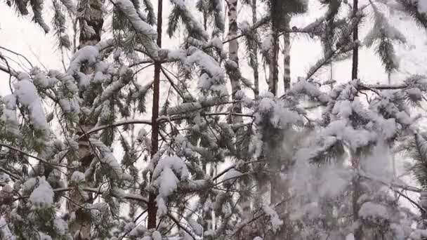 Nieve blanca en cámara lenta cae de las ramas verdes de los abetos altos. — Vídeo de stock