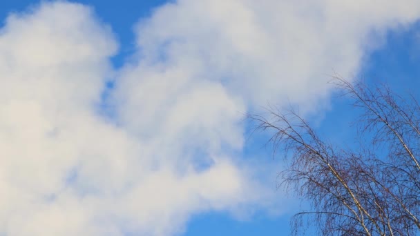 Weiße, flauschige Wolken fliegen schnell über die Baumwipfel. — Stockvideo