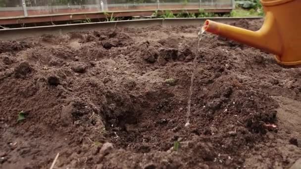 Primer plano de una regadera vierte suavemente agua en el agujero de siembra — Vídeo de stock