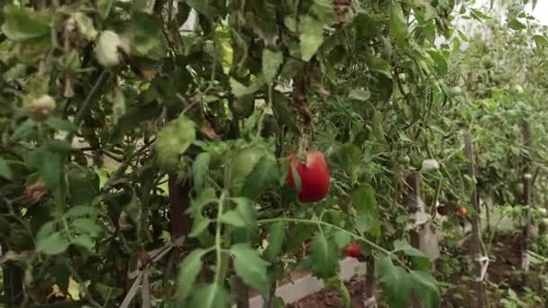 Eine rote reife Tomate hängt an einem großen grünen Strauch in einem Gewächshaus — Stockvideo