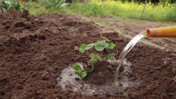 Uit een gieter, close-up water een vers beplante struik van jonge aardbeien — Stockvideo