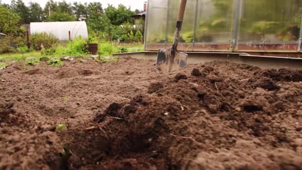 Un lecho de tierra negra con agujeros para plantar. Una pala atascada en el suelo. — Vídeos de Stock