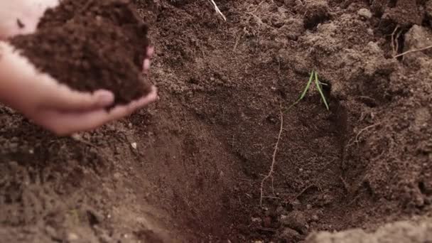 Küçük bir deliğe odaklanmadan toprağı gübrelemek için humus dökün.. — Stok video