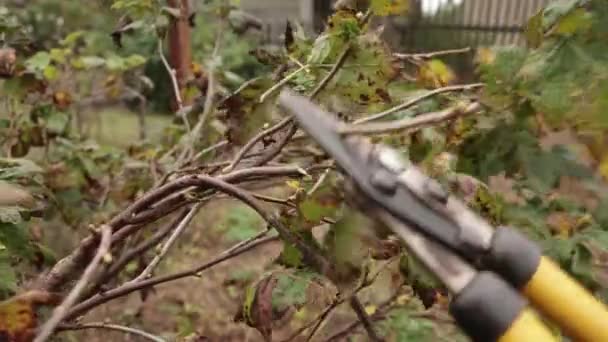 Een close-up van een snoeischaar snijdt netjes een overwoekerde, zieke struik. — Stockvideo