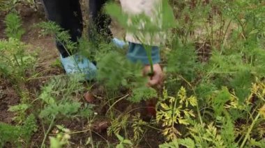 Close-up of a hand pulling ripe, orange carrots out of the ground.