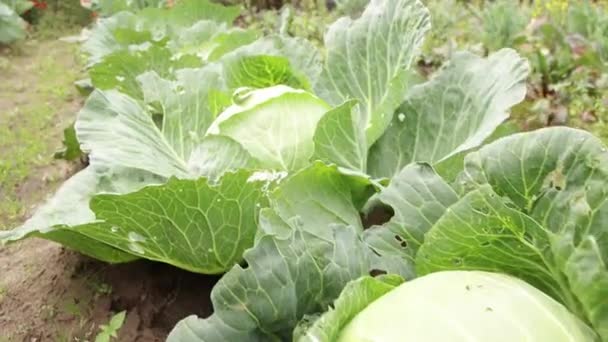 Ripe, large fruits of white cabbage grow in a row in the garden — Vídeo de Stock