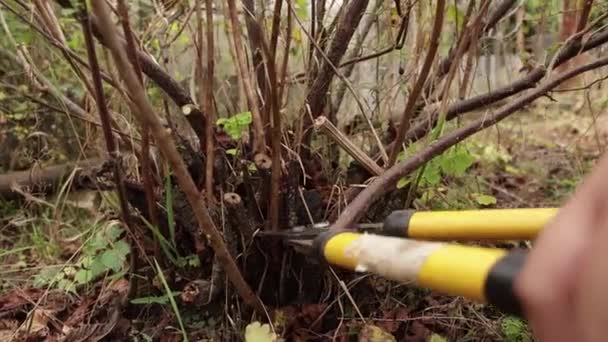 Close-up pruner carefully cuts an overgrown, diseased bush under the root. — Vídeos de Stock