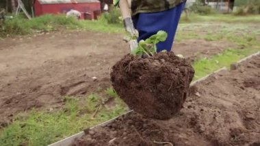 Çilek çalısı taşırız ve dikmek için bir deliğe indiririz.. 