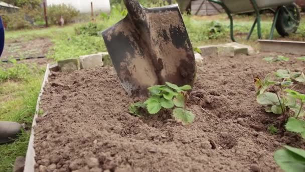 Közelkép ásó ássa körül eper palánta ültetésre. — Stock videók