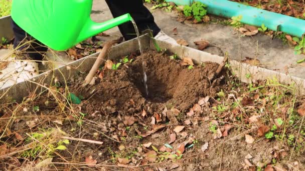 The woman carefully pours water from a watering can into the hole. — Stock Video