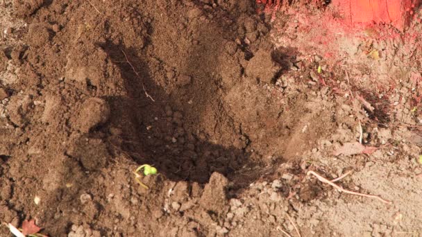 The hole in the ground is filled with water, preparing for planting a seedling. — Stok video
