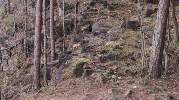 木のある放棄された採石場の崖の上のパノラマ — ストック動画