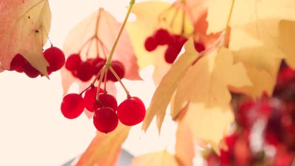 Vackra röda bär i ett gäng hänger på en gren. — Stockvideo