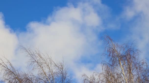 Καπνός επιπλέει πάνω από τα δέντρα ως αφράτο λευκό πυκνό σύννεφο. — Αρχείο Βίντεο