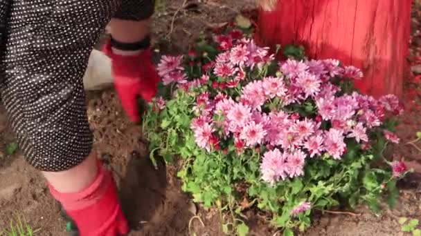 The woman carefully sprinkles earth on a beautifully flowering bush. — Stock Video